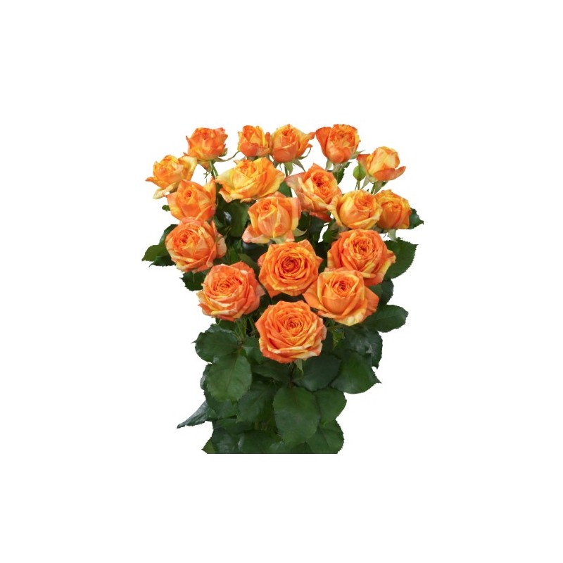Kobarroos Orange Peps EQ 50-60cm oranž