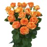 Kobarroos Orange Peps EQ 50-60cm oranž