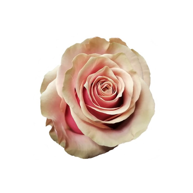 Roos Pink Amaretto EQ 60cm kirju