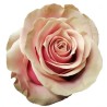 Roos Pink Amaretto EQ 60cm kirju