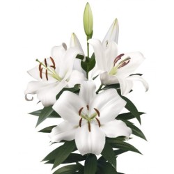 Lilium Zambesi OR valge