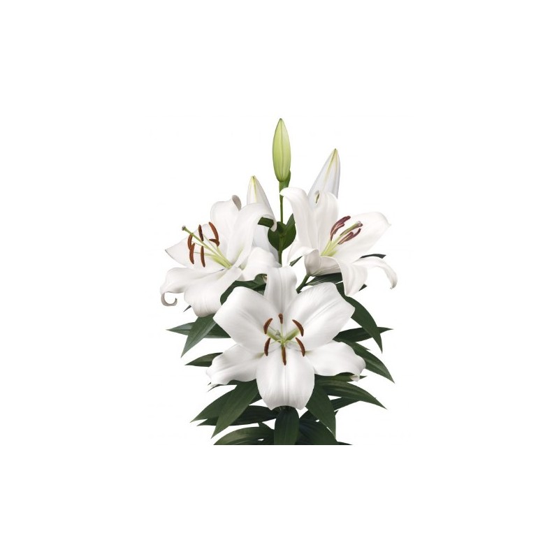 Lilium Zambesi OR valge