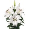Lilium Zambesi OR valge