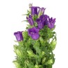 Bellflower Medium Champion Blue tumelilla