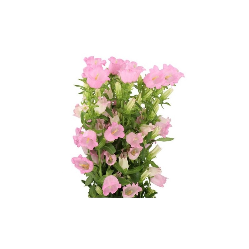 Bellflower Medium Champion Pink roosa