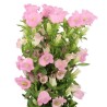 Bellflower Medium Champion Pink roosa