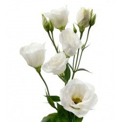 Eustoma Arena Giant 70-75cm valge