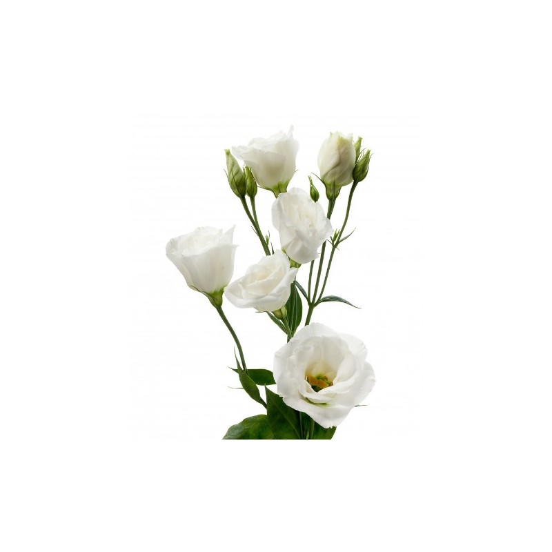 Eustoma Arena Giant 70-75cm valge