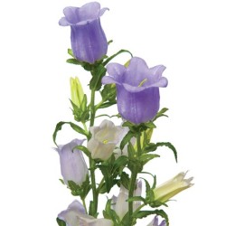 Bellflower Medium Champion Lavender helelilla