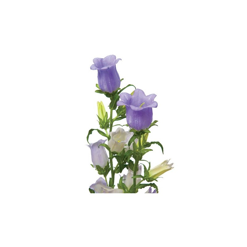 Bellflower Medium Champion Lavender helelilla