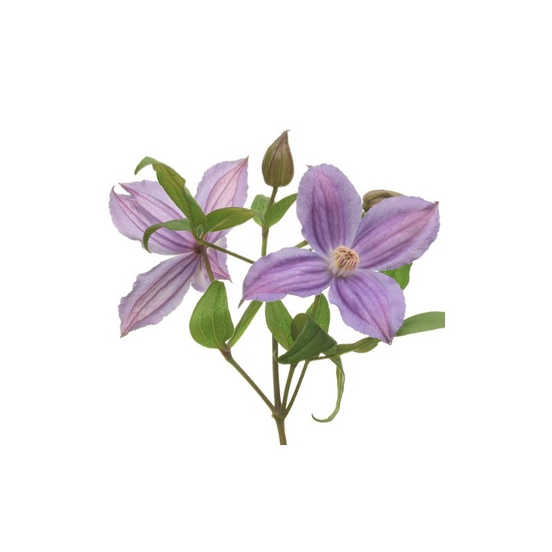 Clematis Amazing Geneva lilla