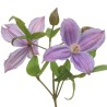 Clematis Amazing Geneva lilla