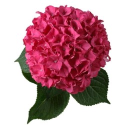 Hortensia Mag.Pink Ruby 60+cm roosa