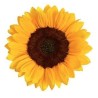 Helianthus Sunrich Orange 60cm kollane