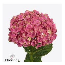 Hortensia Magical Pink Floyd/Amazone 50-60cm roosa