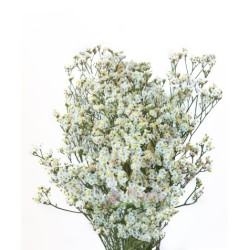 Limonium Sensy Pina Colada valge