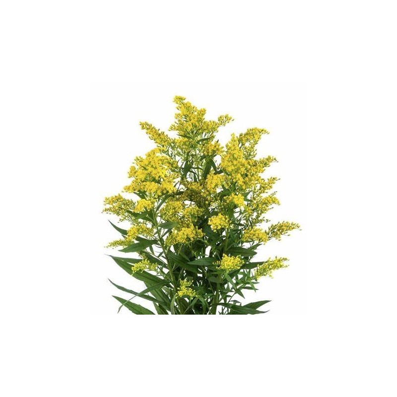 Solidago kollane