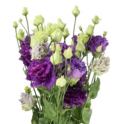 Eustoma Alissa Blue Flash 70-75cm lilla