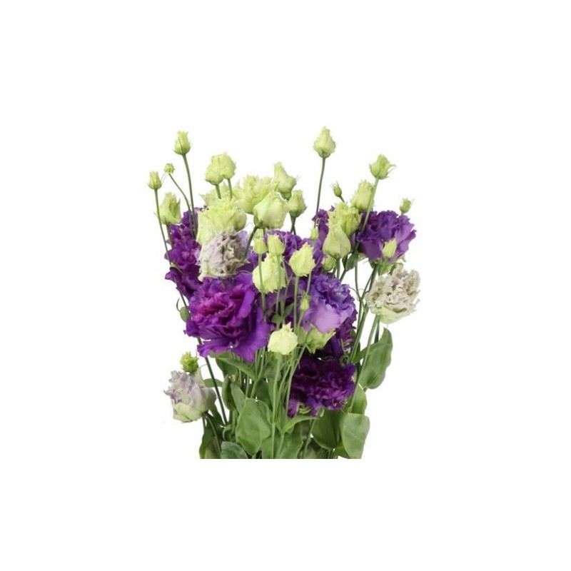 Eustoma Alissa Blue Flash 70-75cm lilla