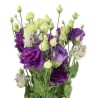 Eustoma Alissa Blue Flash 70-75cm lilla