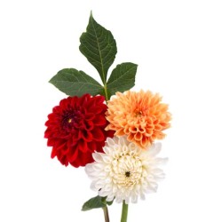 Dahlia mix