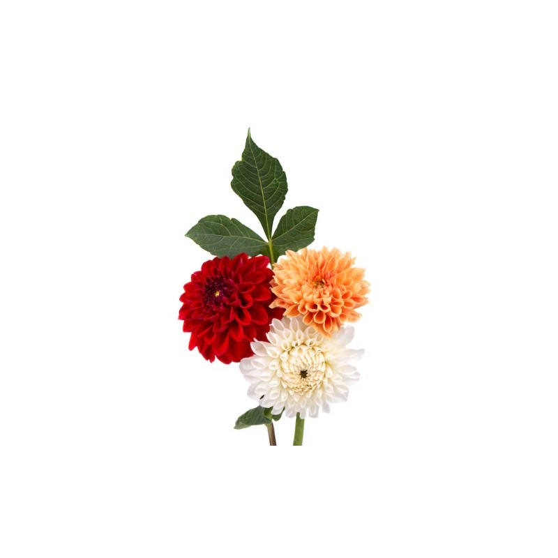 Dahlia mix