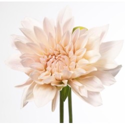 Dahlia Cafè Au Lait 60 cm kreem