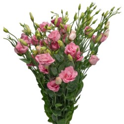 Eustoma Arena 70cm roosa