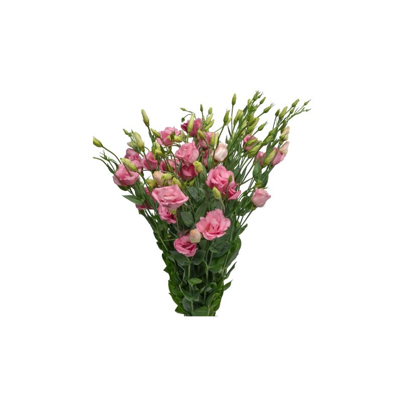 Eustoma Arena 70cm roosa