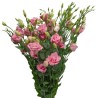 Eustoma Arena 70cm roosa