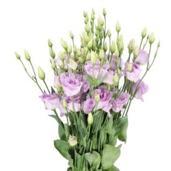 Eustoma Arena 70cm lavendel
