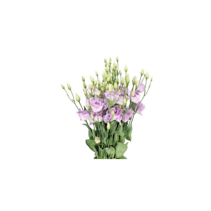 Eustoma Arena 70cm lavendel