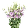 Eustoma Arena 70cm lavendel