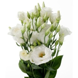 Eustoma Arena 70cm valge