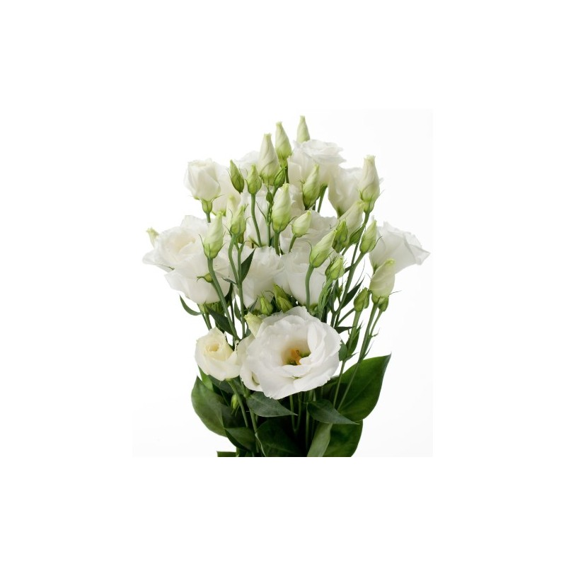 Eustoma Arena 70cm valge