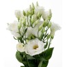 Eustoma Arena 70cm valge