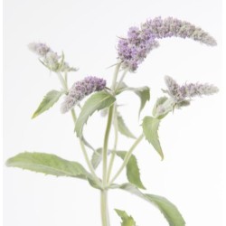 Mentha Silver Queen 60cm