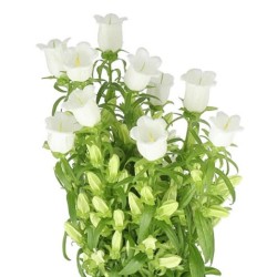 Bellflower Medium Champion White valge