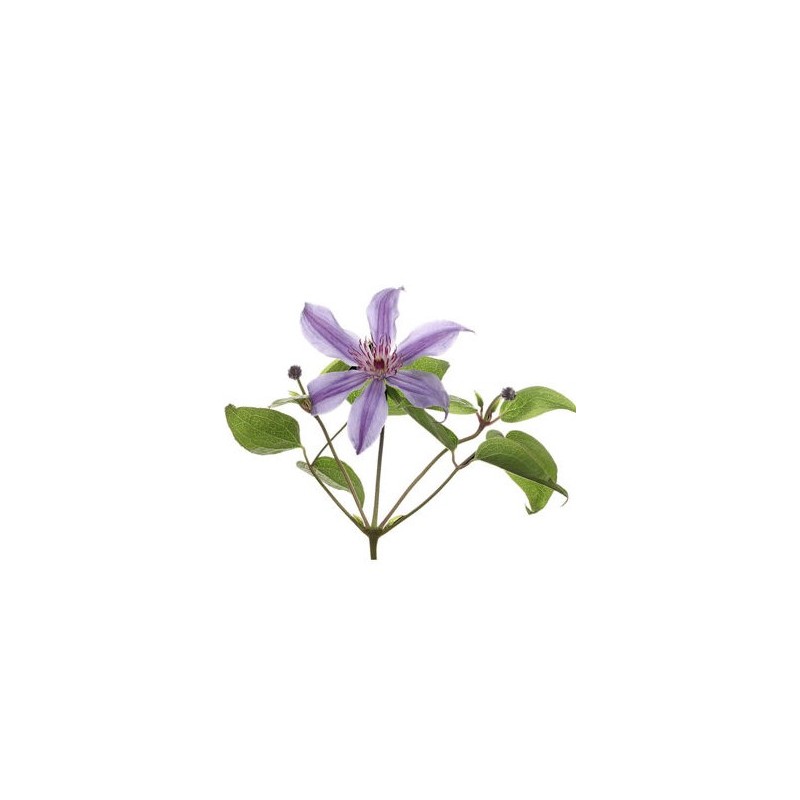 Clematis Amazing Rome lilla