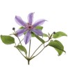 Clematis Amazing Rome lilla