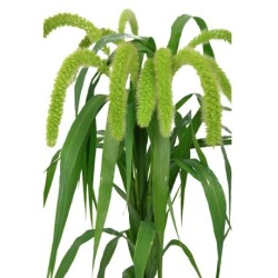 Setaria Volle Melk 70cm roheline