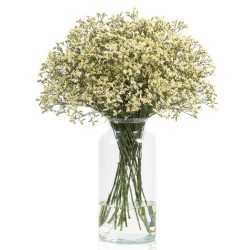 Limonium China White valge