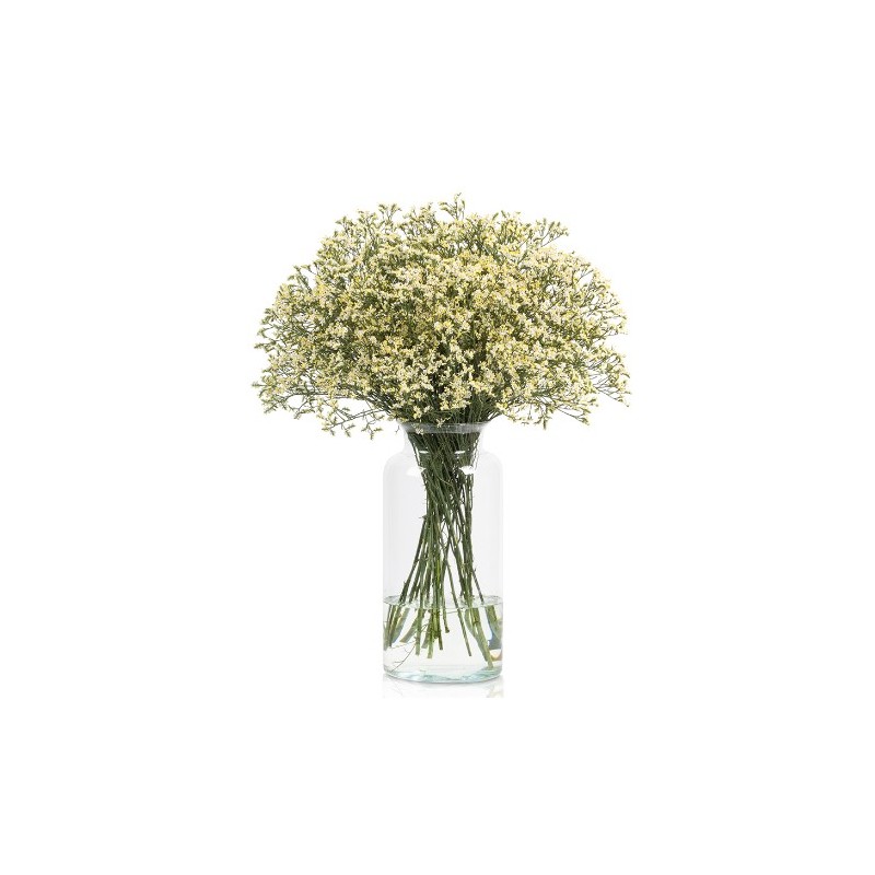 Limonium VALGE (China White, Pina Colada)