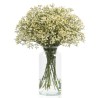 Limonium VALGE (China White, Pina Colada)