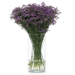 Limonium Safora Lilac lilla