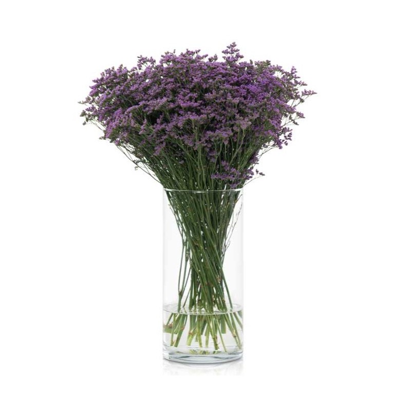 Limonium Safora Lilac lilla