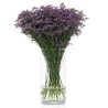 Limonium Safora Lilac lilla