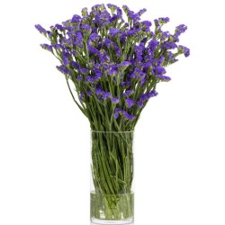 Limonium Statice Chrystal Dark Blue (parkjuur) sinine