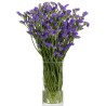 Limonium Statice Chrystal Dark Blue (parkjuur) sinine