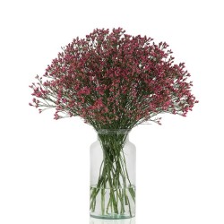 Limonium Scarlet Diamond punane